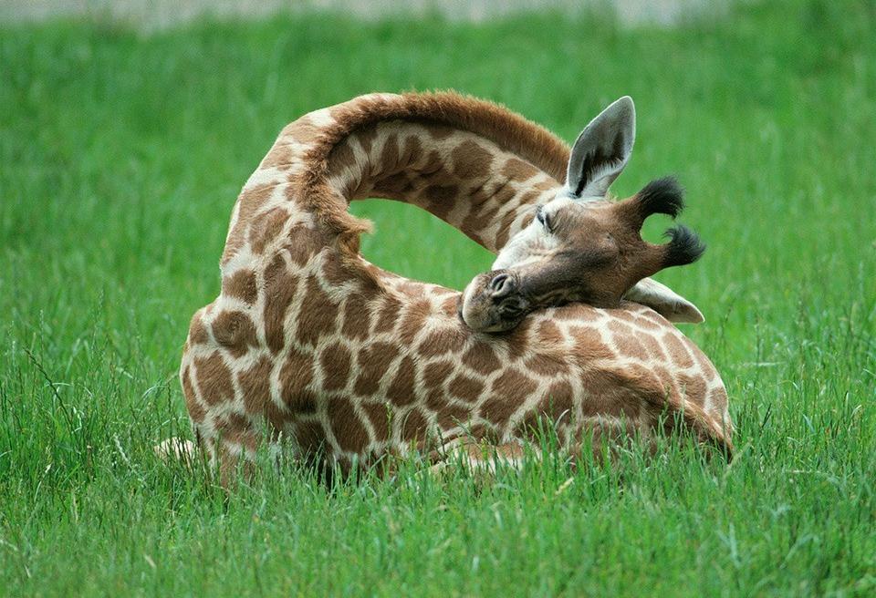 Az éber zsiráfoknál csak az alvó zsiráfok cukibbak - fotók
