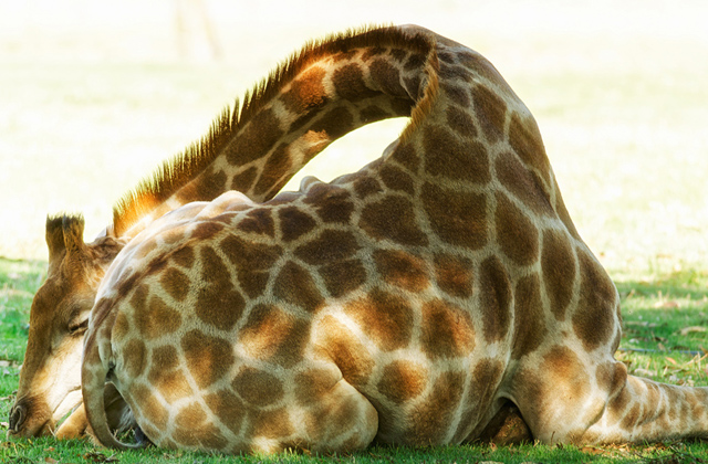 Az éber zsiráfoknál csak az alvó zsiráfok cukibbak - fotók