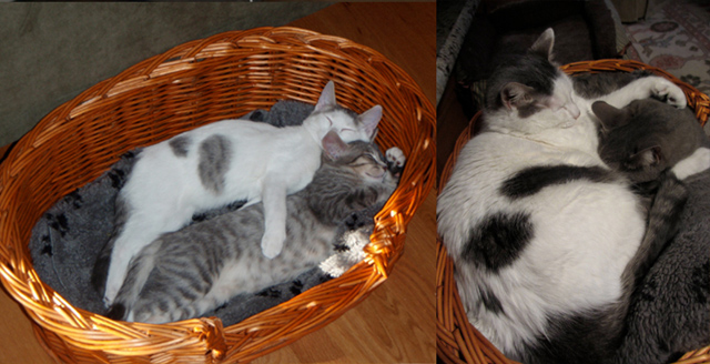 Cuki fotók: ezeknek a macskáknak csak a mérete változott