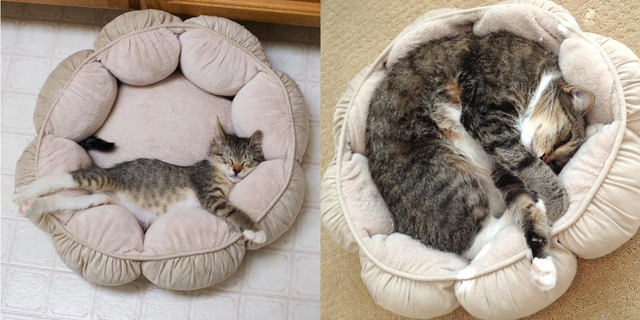 Cuki fotók: ezeknek a macskáknak csak a mérete változott