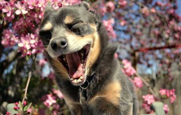 Ismerd meg a világ legtündéribb kutyusát! – fotók