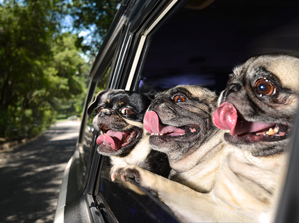 15 kutya, aki imádja a száguldást - vicces fotók