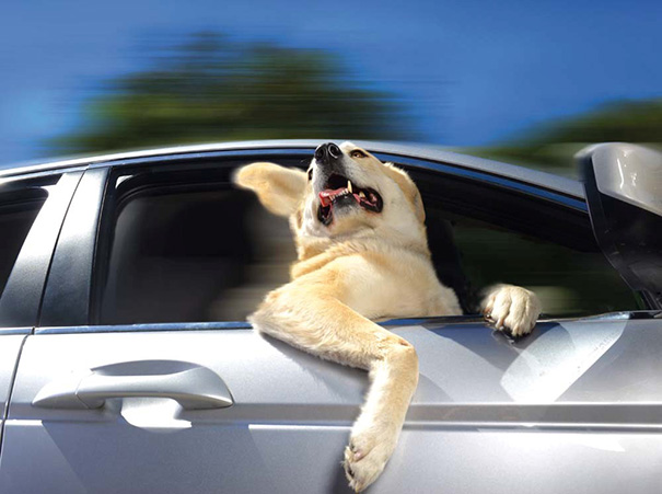 15 kutya, aki imádja a száguldást - vicces fotók