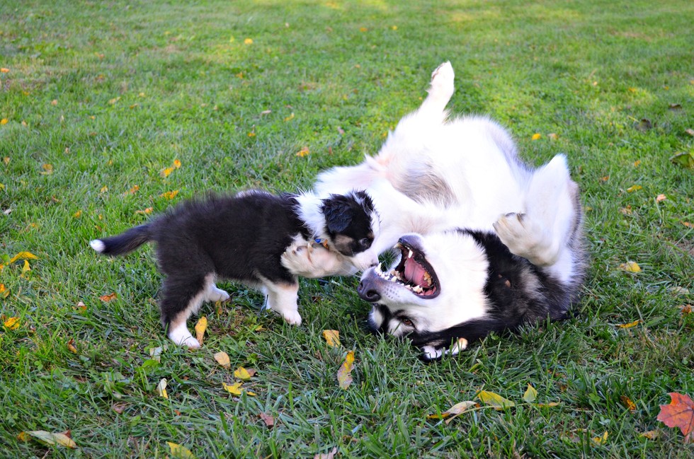 19 kutyamama, akik imádják kölykeiket - cuki fotókkal