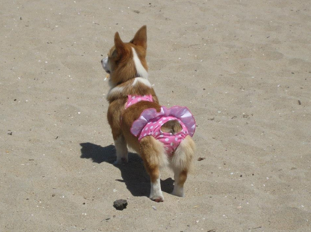 Bikinis kutyákkal hívogatjuk a strandidőt - vicces fotók
