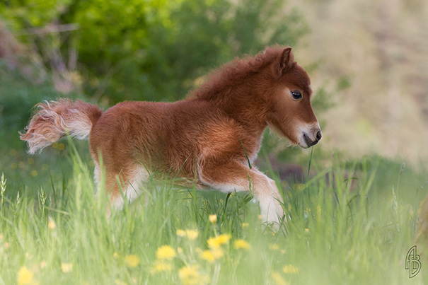15 mini ló, akit nem lehet nem imádni - tündéri fotók