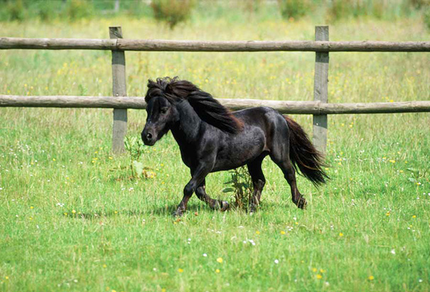 15 mini ló, akit nem lehet nem imádni - tündéri fotók