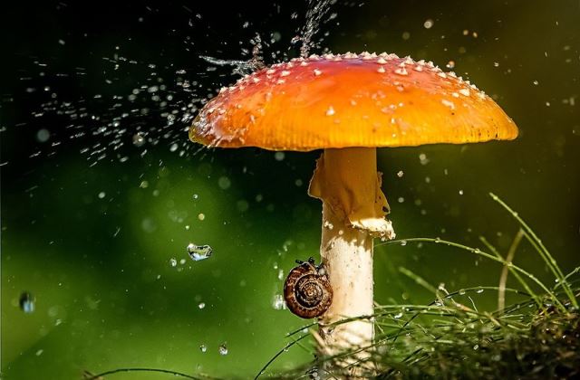 12 kisállat a természetből kölcsönzött esernyővel - fotók