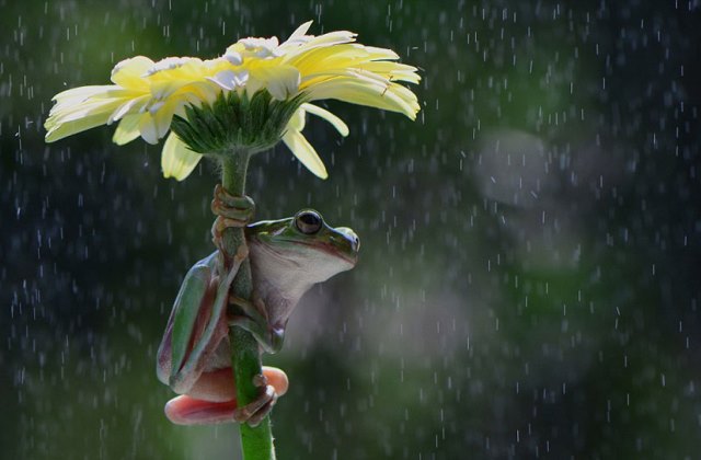 12 kisállat a természetből kölcsönzött esernyővel - fotók