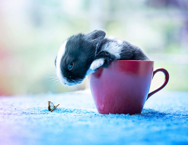 Fokozhatatlan cukiság: így nő fel egy nyúlbaba - fotók