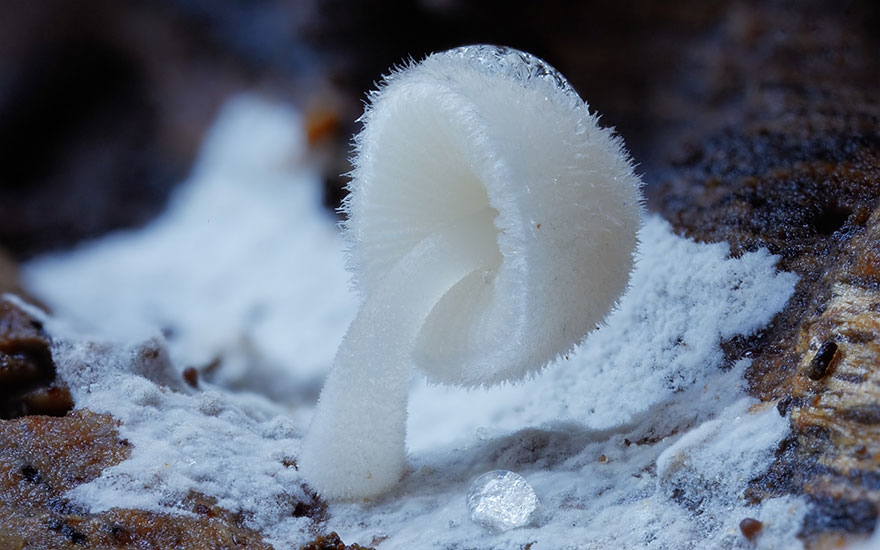 Varázslatos fotók a gombák misztikus világáról