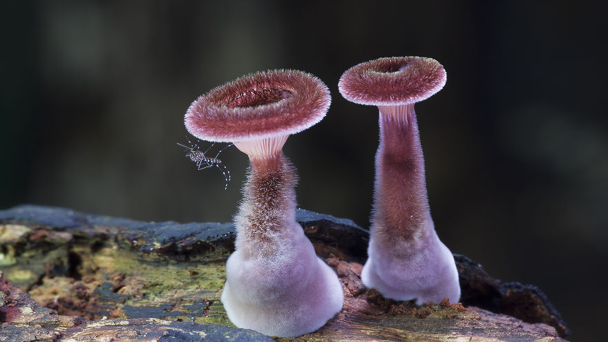 Varázslatos fotók a gombák misztikus világáról