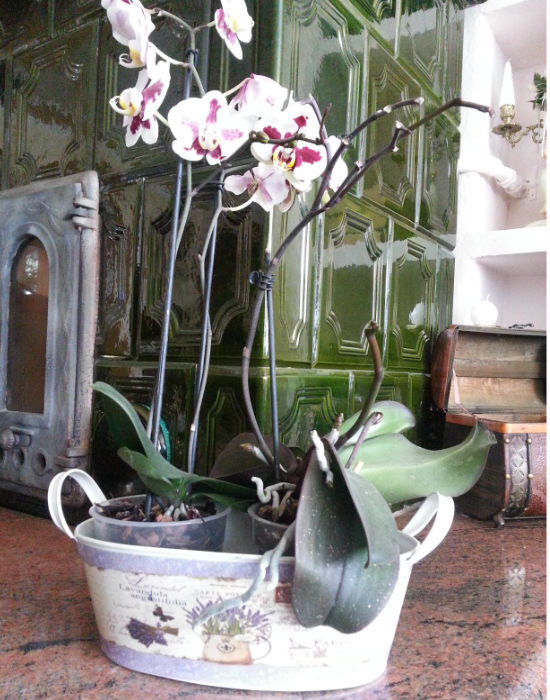 Orchideák levendulás tartóban