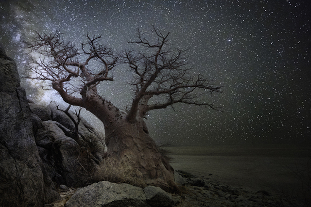 Varázslatos fotók: ilyenek a világ legöregebb fái éjszaka