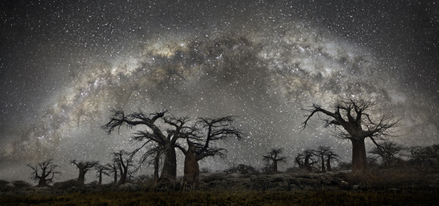 Varázslatos fotók: ilyenek a világ legöregebb fái éjszaka