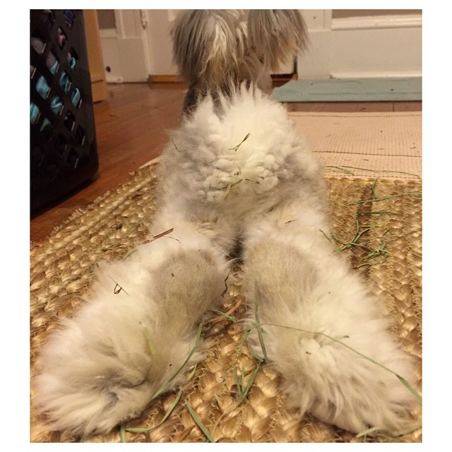 Az angyalszárnyfülű nyúl az Instagram új sztárja - képek