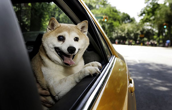 Ez a kutya soha nem hagyja abba mosolygást - fotók