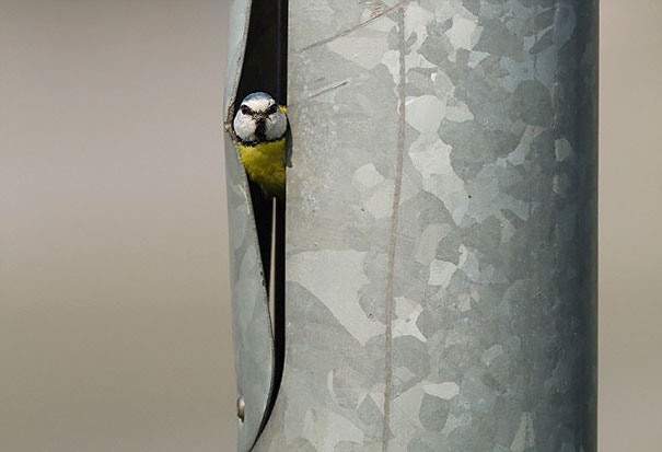 20 madárfészek, ami szokatlan helyre épült - fotók
