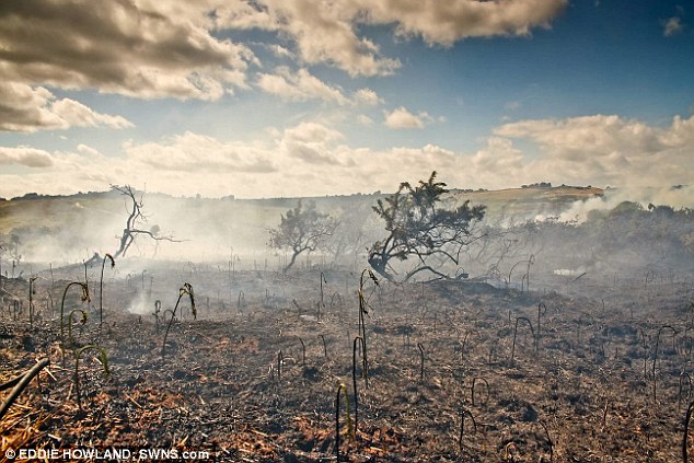 Erdőtűz pusztított a Százholdas Pagonyban
