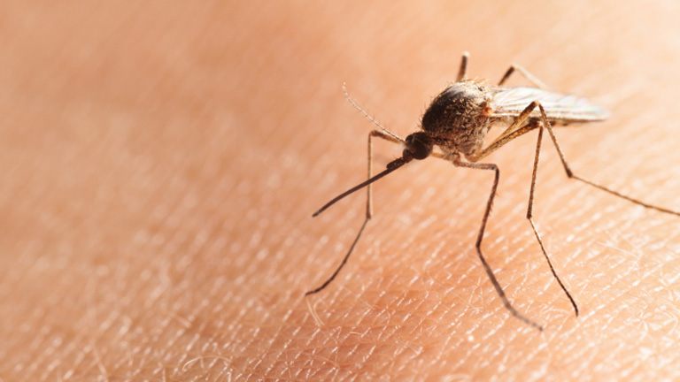 Rohamtempóban irtják a Balatonon a szúnyogokat