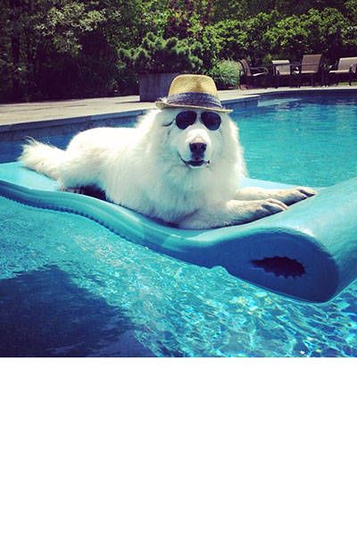 Kánikula: lazíts te is a medencében vagy a vízparton, ahogy ezek a kutyák - vicces fotók