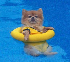Kánikula: lazíts te is a medencében vagy a vízparton, ahogy ezek a kutyák - vicces fotók