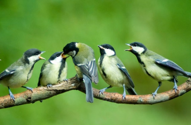 Hogyan csalogassuk a madarakat a kertbe nyáron?