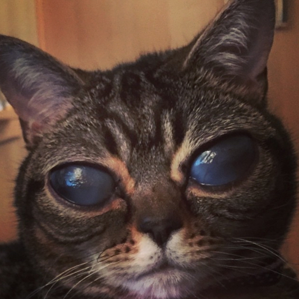 Az ufószemű macska sokkolja a világot - képek+videó