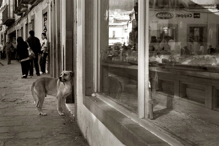 Megható fotók: ilyen az otthontalan kutyák élete