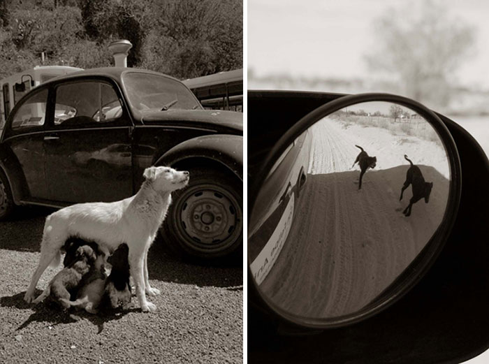 Megható fotók: ilyen az otthontalan kutyák élete