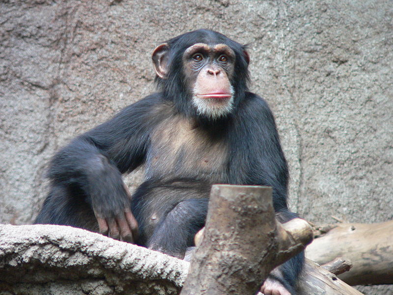 Visszatérhetnek a csimpánzok az állatkertbe