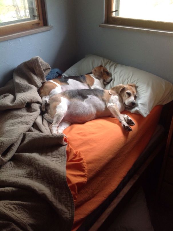 Cuki fotók: 20 kutya, akik úgy alszanak, ahogy senki más