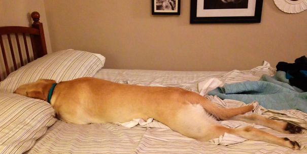 Cuki fotók: 20 kutya, akik úgy alszanak, ahogy senki más