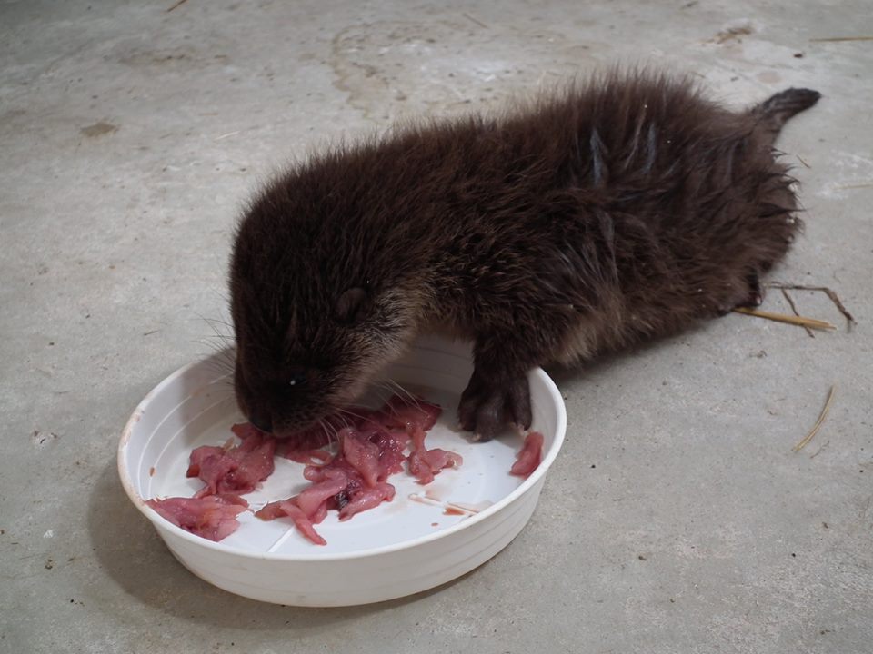 Mentett állatok etetése a Hortobágyi Vadasparkban - megható és cuki fotók