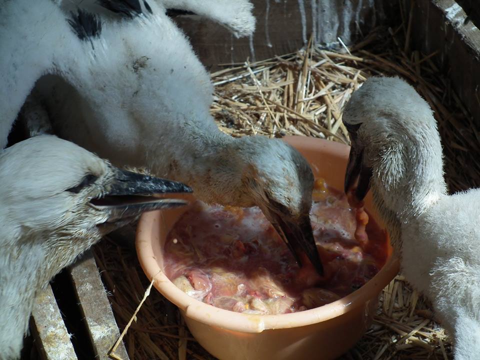 Mentett állatok etetése a Hortobágyi Vadasparkban - megható és cuki fotók