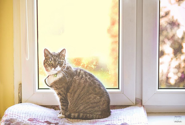 Fogyatékkal élő macskákról készített csodaszép fotókat - galéria