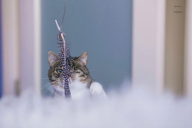 Fogyatékkal élő macskákról készített csodaszép fotókat - galéria