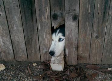 25 kutya, akiknek egy kerítés sem állhatja el az útját - vices képek