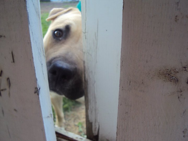 25 kutya, akiknek egy kerítés sem állhatja el az útját - vices képek