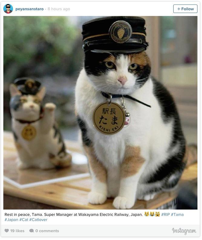 Több ezren kísérték útjára Japán leghíresebb macskáját