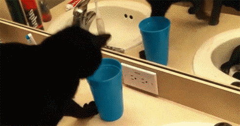 17 macska, akik úgy riszálják, ahogy senki más - vicces gifek
