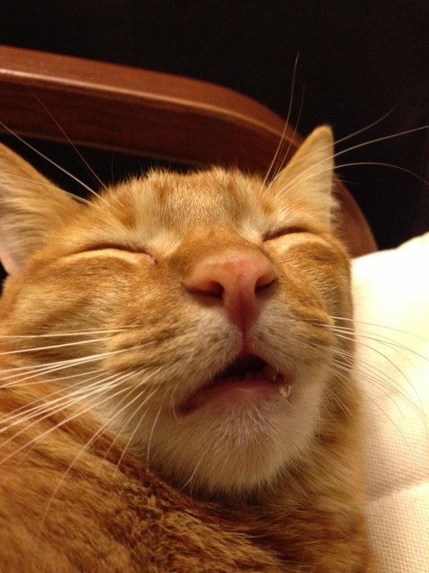 21 macska, akik ugyanúgy nehezen ébrednek fel, mint mi emberek - vicces képek