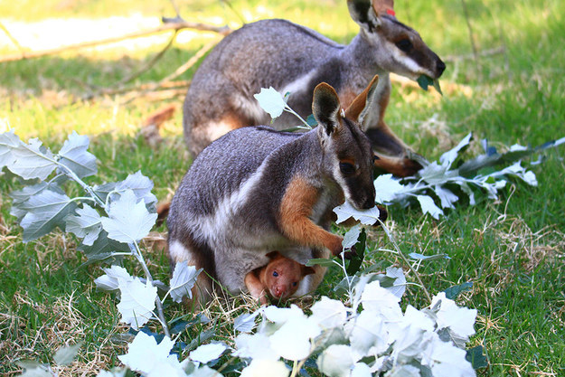 Az örökbefogadott kengurunál ma már nem fogsz látni aranyosabbak