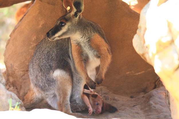 Az örökbefogadott kengurunál ma már nem fogsz látni aranyosabbak