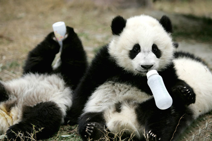 Nézz be a világ legtündéribb helyére: itt a panda óvoda