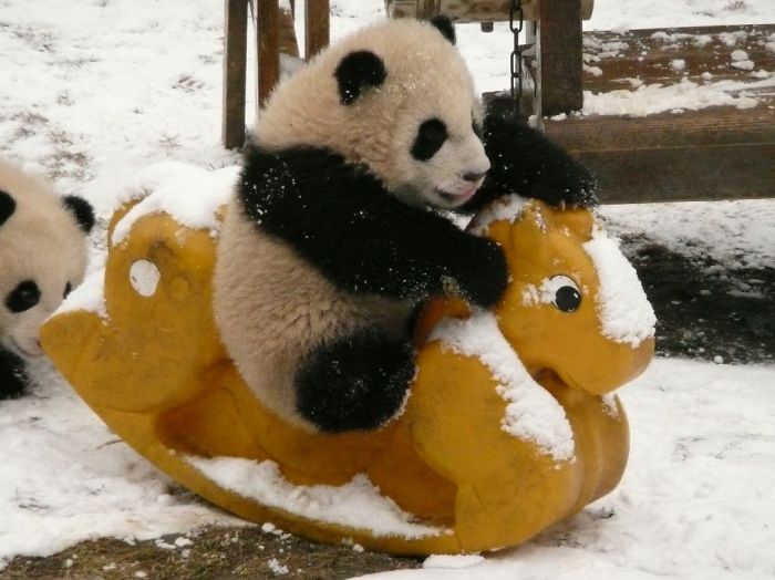 Nézz be a világ legtündéribb helyére: itt a panda óvoda