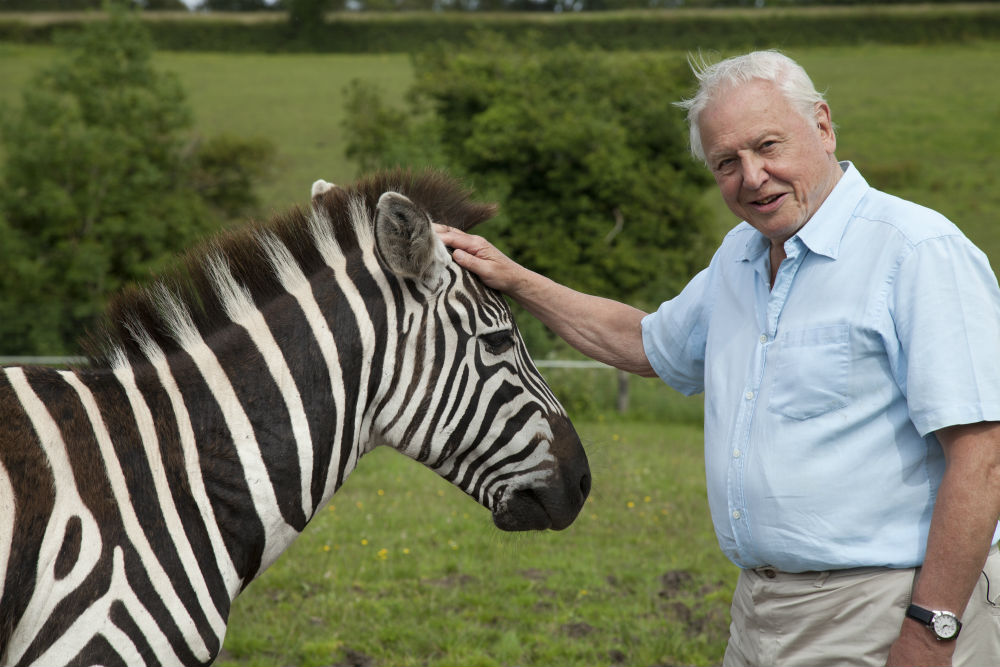A 10 legkülönlegesebb állat David Attenborough szerint
