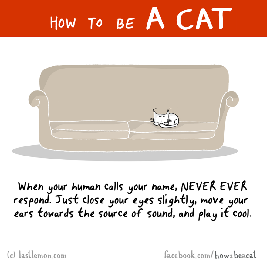 Ha macskával élsz, ezek várnak rád - vicces képek