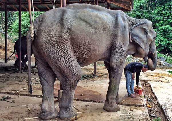 Először élte át a szabadságot a 70 éves elefánt - megható fotók