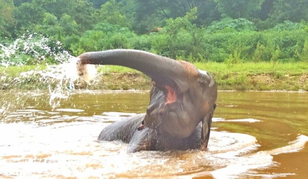 Először élte át a szabadságot a 70 éves elefánt - megható fotók